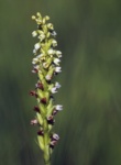Small White Orchid